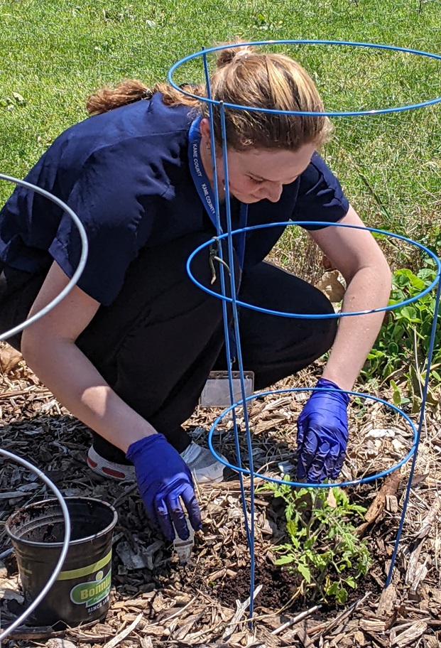 A young white woman squats and applies worm castings to the base of a small tomato plant