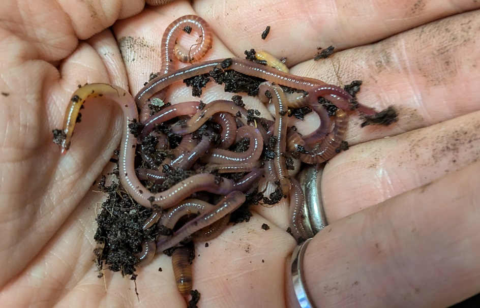 A cluster of about 20 thin, thread-like worms in the palm of a  person's hand